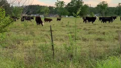 65- Young Brangus pair and heavy bred.