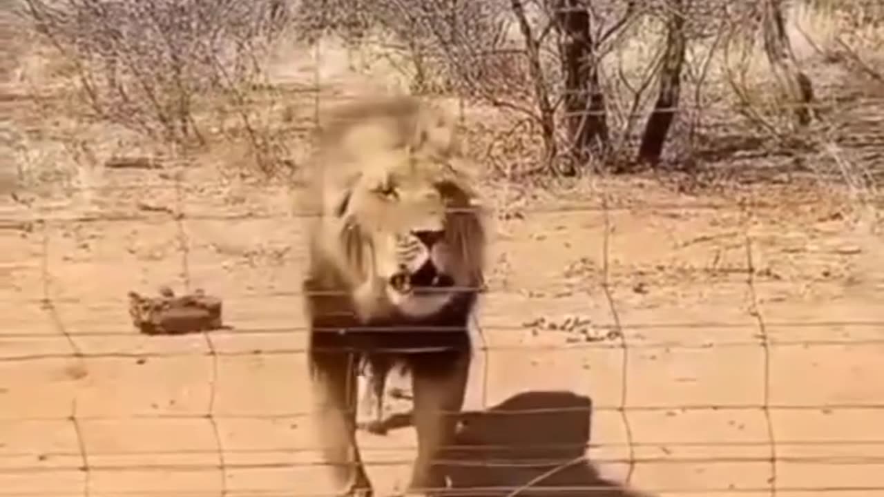 Funny Animals Video