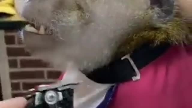 Monkey did not like his beard look, reached the salon and got his beard done, watch full video