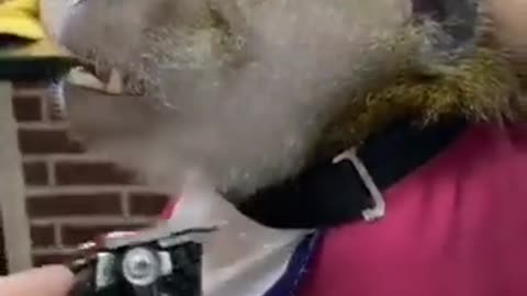 Monkey did not like his beard look, reached the salon and got his beard done, watch full video