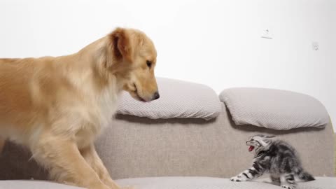 How Kitten and Golden Retriever Became Friends - Enemies to Best Friends