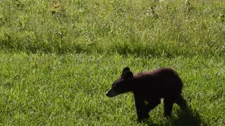 Little Bear in Cades Cove, Great Smokey Mountains National Park June 2022