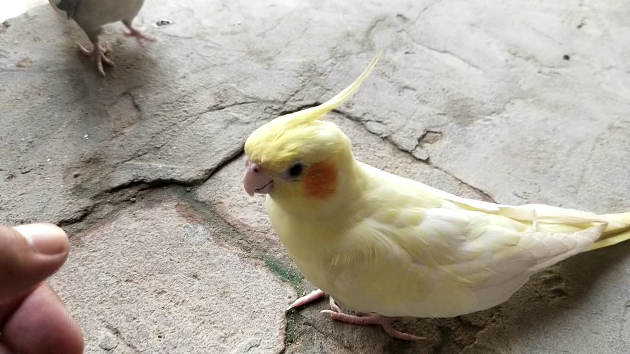 Parrot video