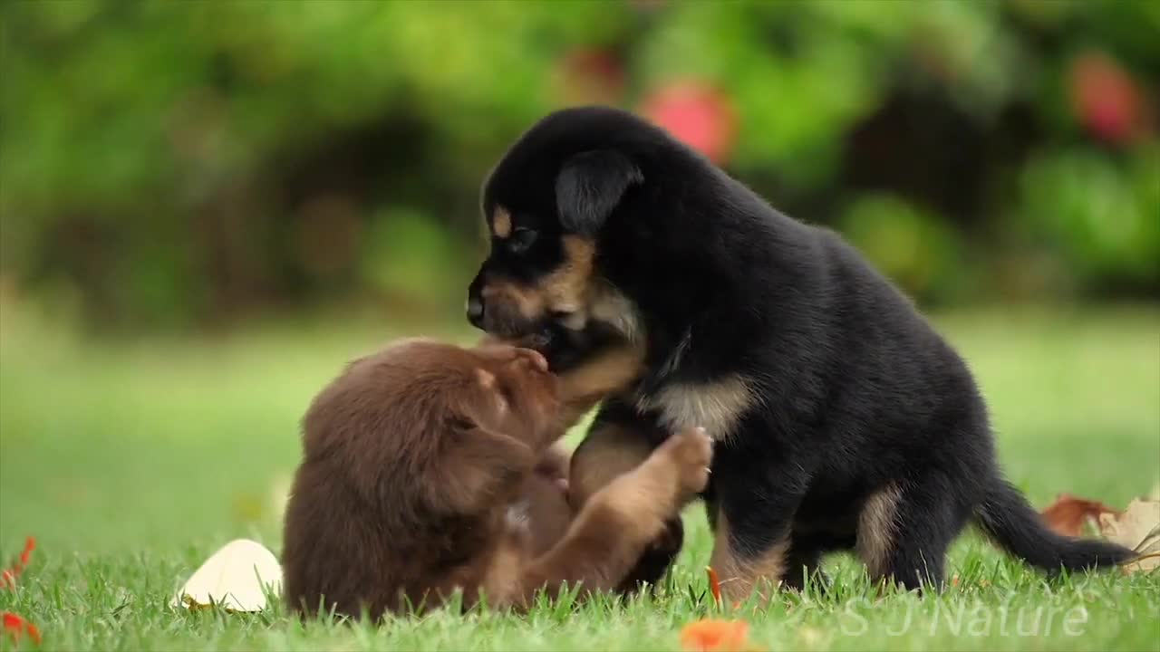 Baby Dogs Cute and Funny Dog Video Compilation bast