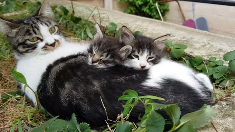The mother cat with her kittens