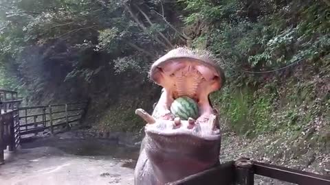 Watermelon crack Hippo