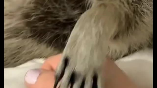 Check funny elephant video