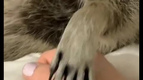 Check funny elephant video