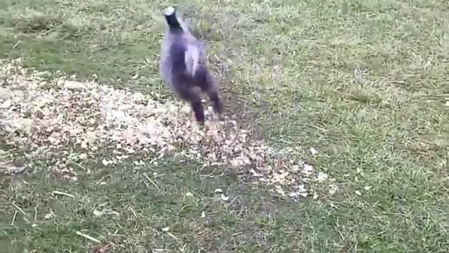 When it comes to being mischievous, this little goat has never been defeated