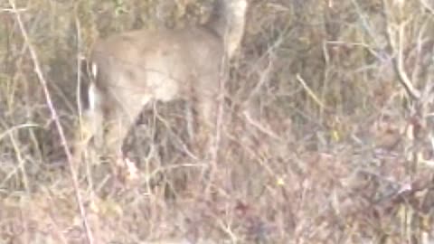 Short Buck - Deer in backyard Virginia