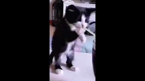 Funny Cat Videos 10 - You will Laugh So Hard