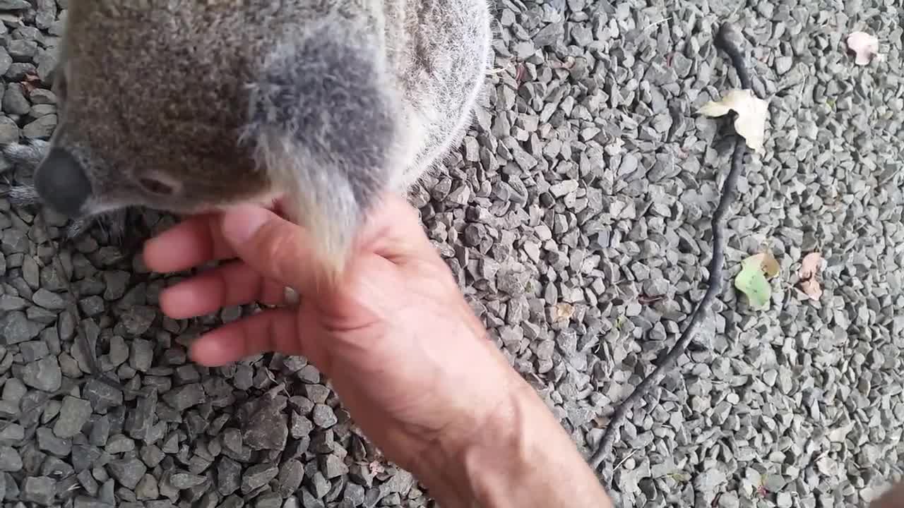 Koala baby rescue-16