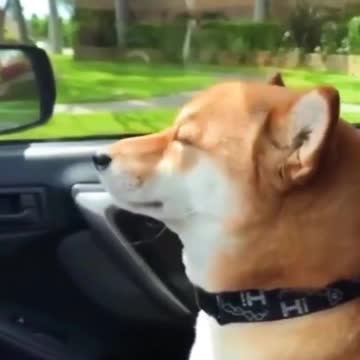 shiba dog swaying to the music