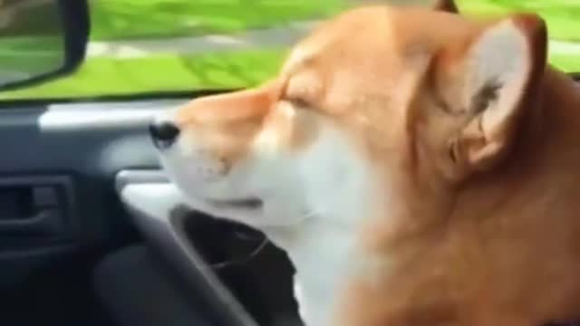 shiba dog swaying to the music