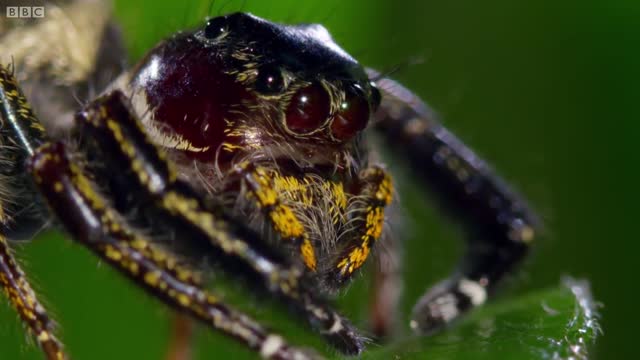 Kung Fu Mantis Vs Jumping Spider | Life Story