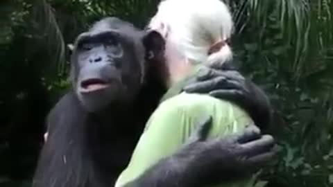 Emocionante chimpanzé é devolvido a selva