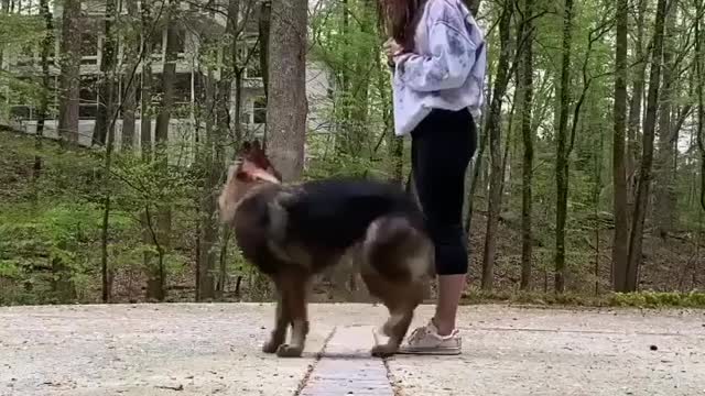 If you don t know how to make you dog