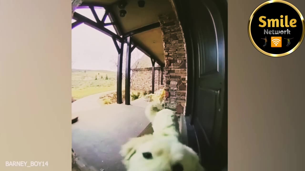 Video Funny Dog video