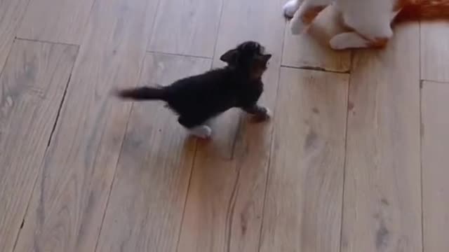 funny videos don't believe it just prove it