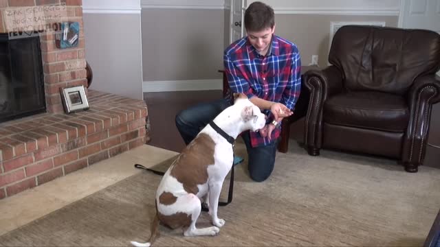 How to teach your dog to bark and stop barking!