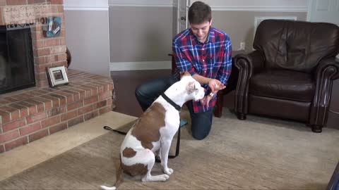 How to teach your dog to bark and stop barking!