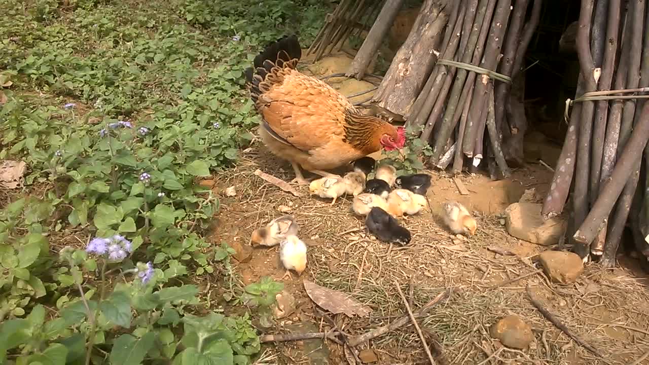 Baby Chicks and Mother Hen