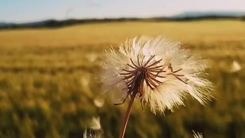 do you know a pusteblume?