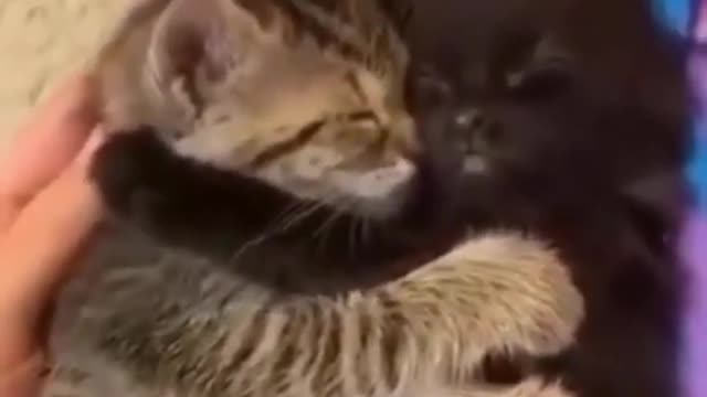 Cute Cat Compilation | Funny Pet Videos 😽| Funny Baby Cat Videos 😈| Adorable Pets Videos |