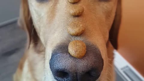 Labrador balances treats on nose then throws them off