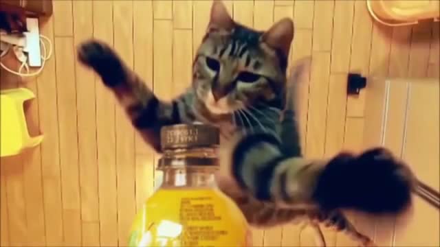 Funny Cat bottle Cap Opener Challenge