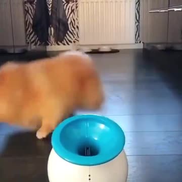 This dog play with ball