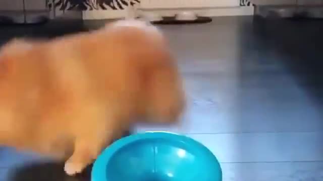 This dog play with ball