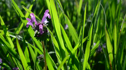 Green herbs with small purple flowers