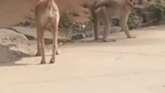 Funny monkey and dog #funny