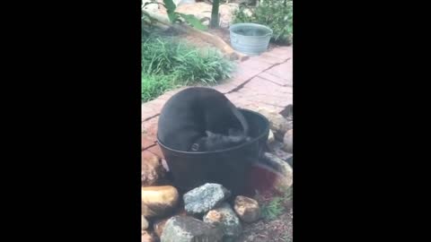 A puppy playing in the water