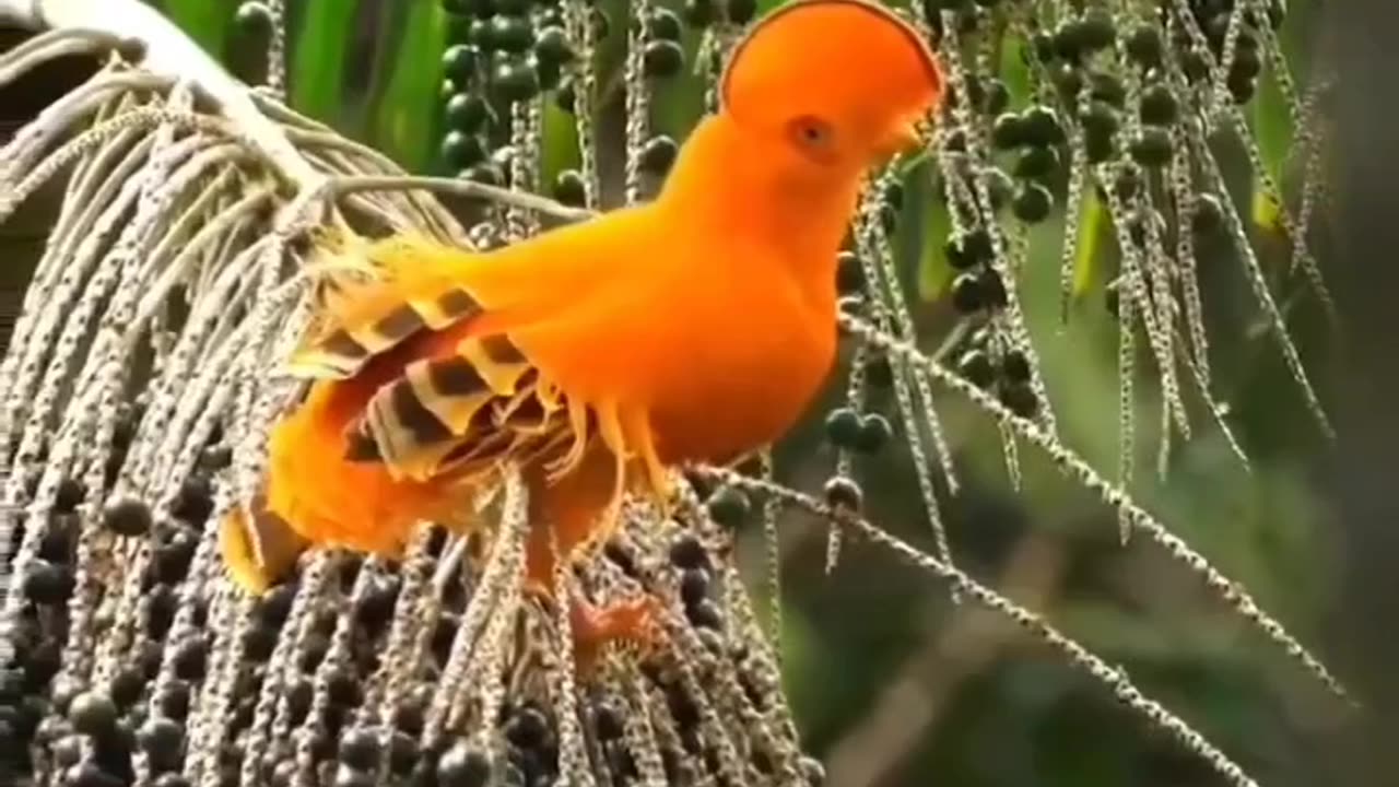 GUIANAN COCK-OF-THE-ROCK IS KNOWN AS THE GALO-DA-SERRA THROUGH ITS DEPENDENCE ON HUGE BOULDERS & ROCKY CAVES FOR BREEDING