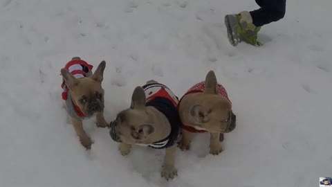 Some Bulldog playing with outside of the house