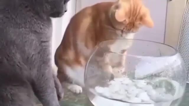 Gato sendo gatos se divertindo