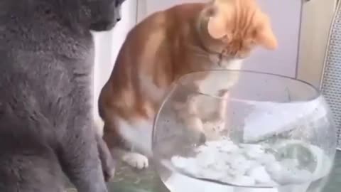 Gato sendo gatos se divertindo