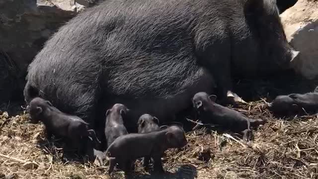 Pigs wild hog with baby littering one day old