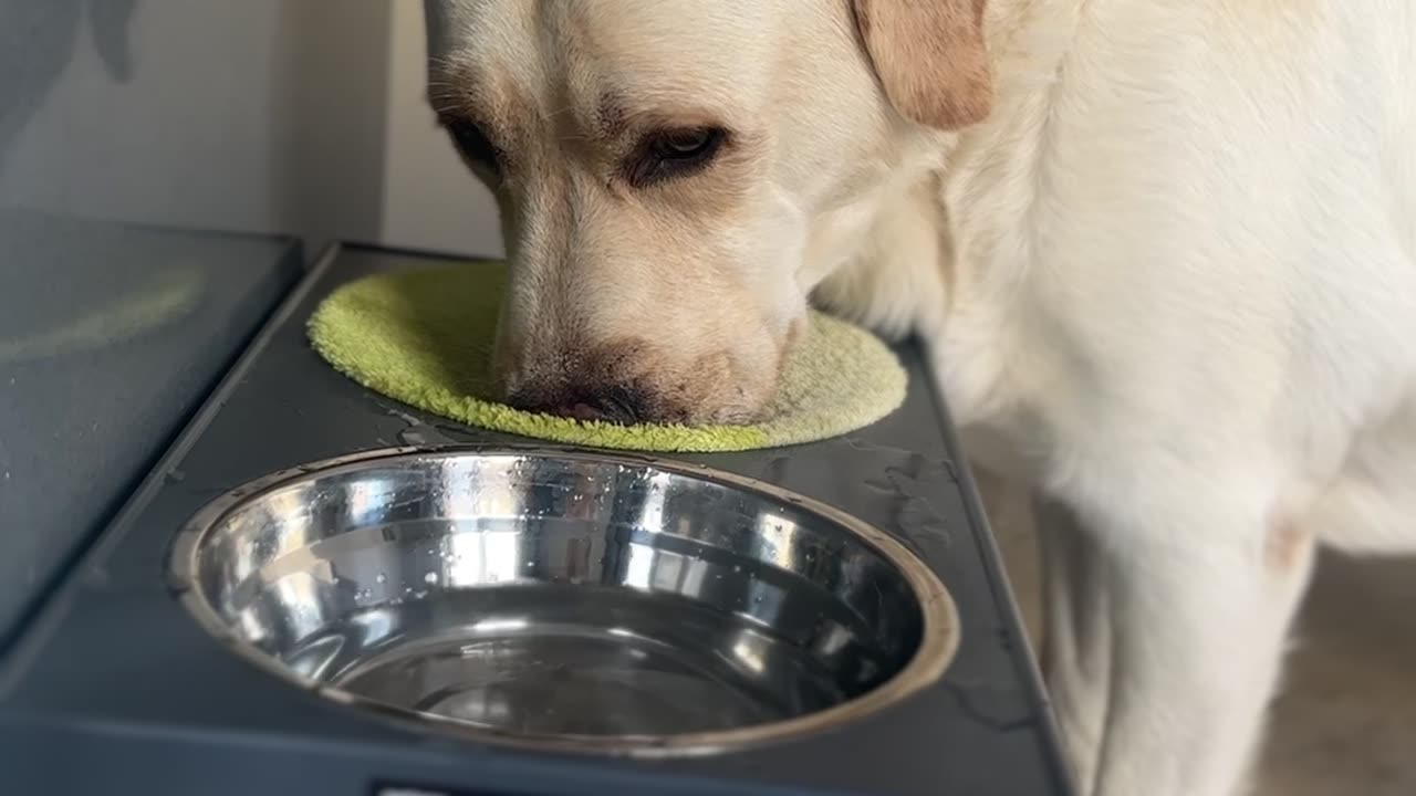 Dog Dries Its Snout After Drinking Water