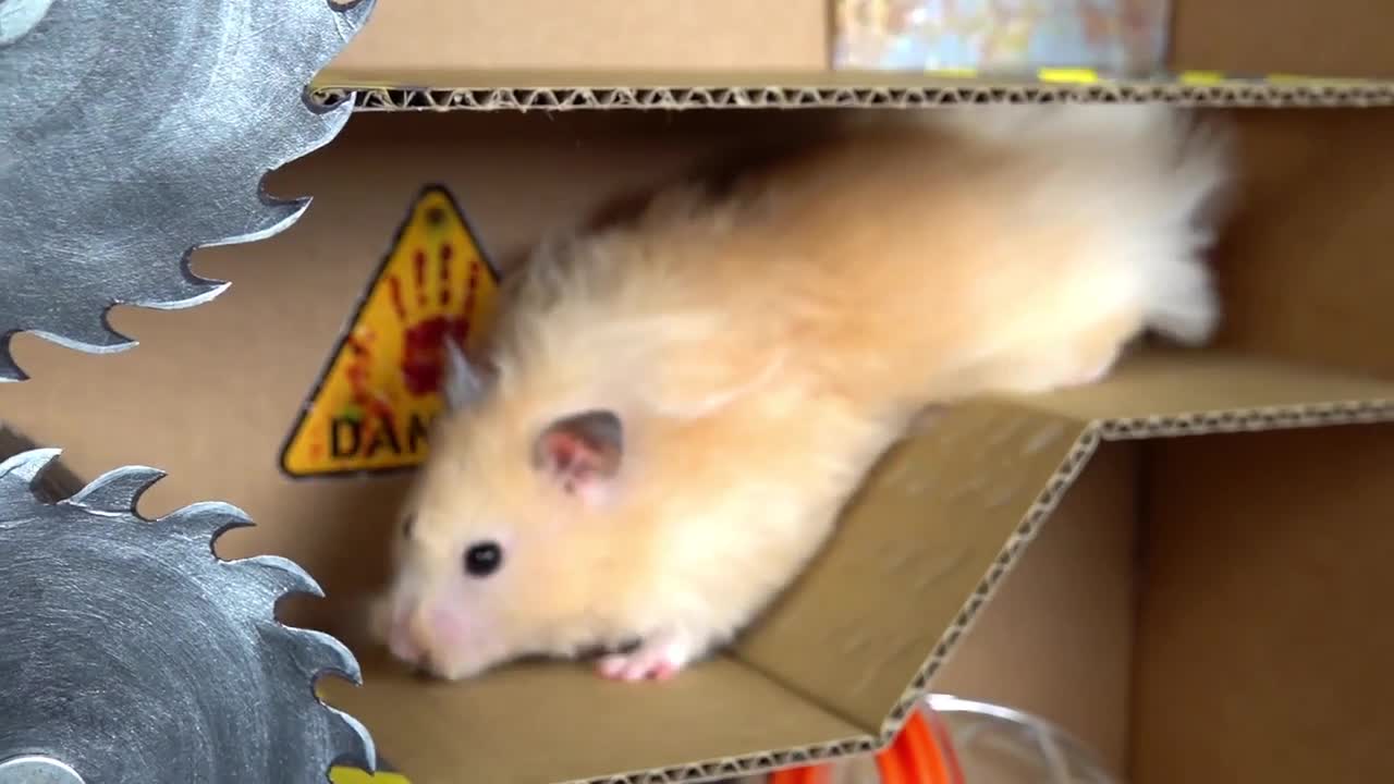 Hamster Maze with Traps Education [Obstacle Course]