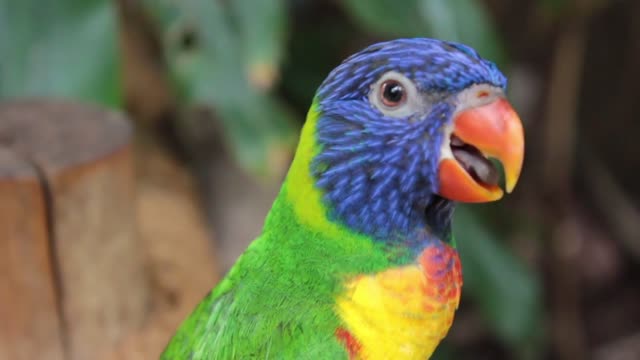 cute parrot video | beautiful |