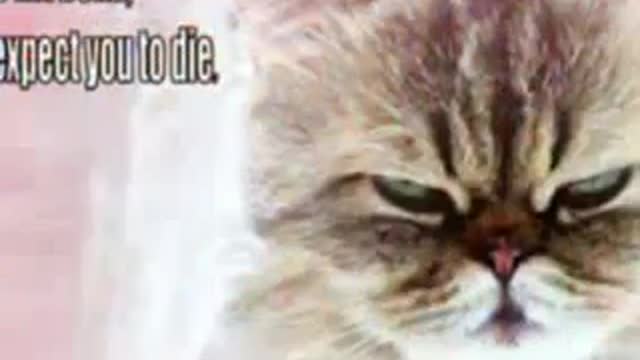 Cute videos cats
