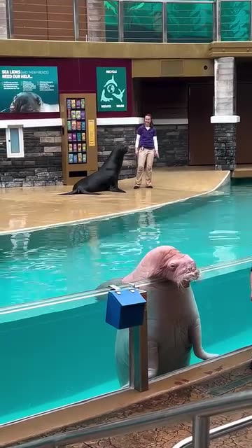Walrus posses for a selfie with a little girl