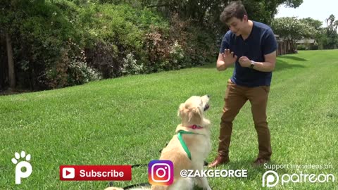 How to Train your Puppy 6 Tricks in 1 Day!