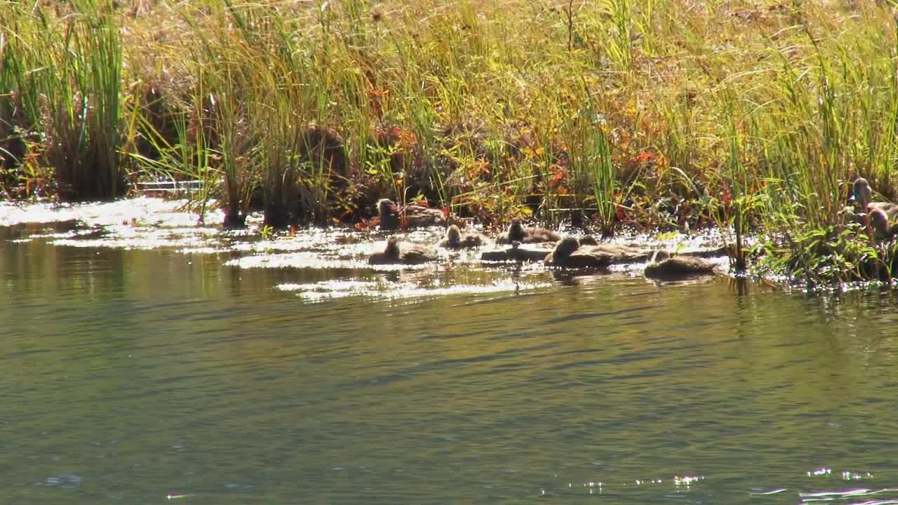 Ducks in the Muck