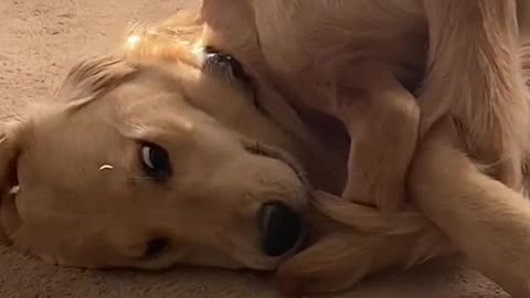 Crazy Dog doing a yoga