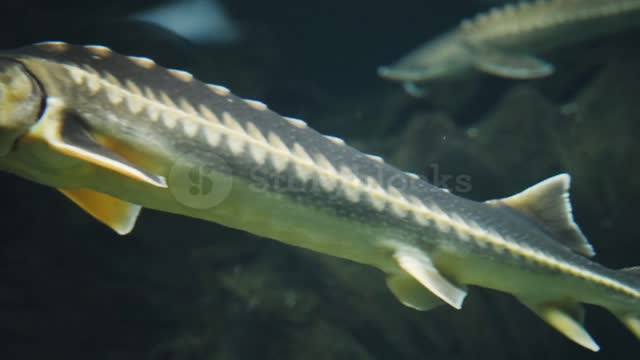 This is one of the strangest types of tall fish with beautiful colors and very luscious