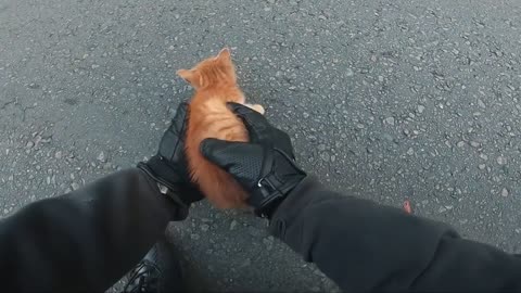 Biker saves kitten in middle of highway